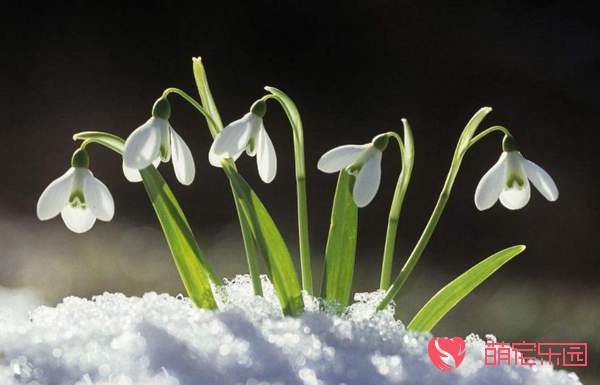 雪上荷花——雪莲花