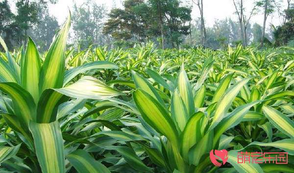 植物为什么喜欢不同色光