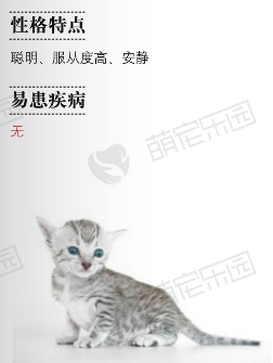 埃及猫价格多少钱？埃及猫的介绍