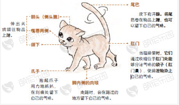 猫咪交朋友的方式有哪些？