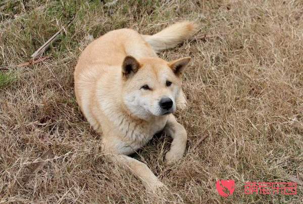 犬法乐氏四联症