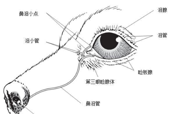 小狗狗总是流泪怎么解决