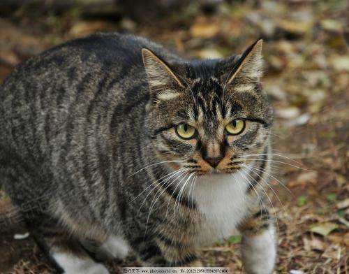 虎皮猫—会取悦主人的“猫虎