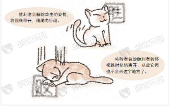 猫咪打斗结束的标志