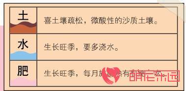 苏铁如何繁殖？苏铁种植方法