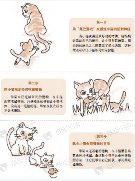 如何教小猫狩猎