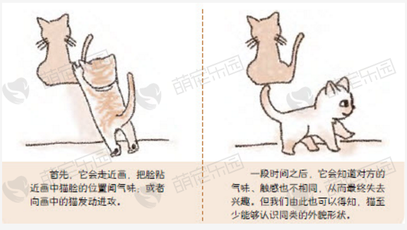 猫在镜子面前是什么反应