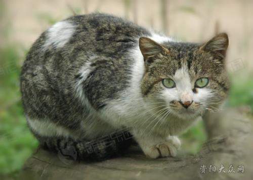 四川简州猫 避鼠神猫