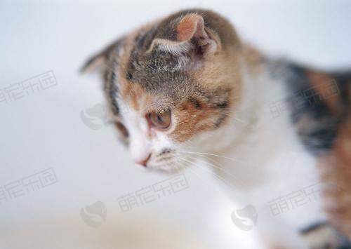 如何读懂猫咪的肢体语言