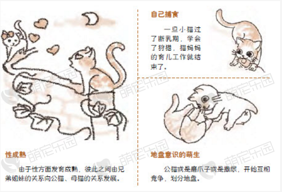 猫咪觉得自己跟主人是什么关系？