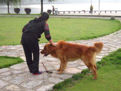 磁犬狗狗品种介绍【图】