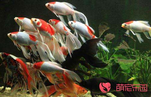 饲养锦鲤日常管理注意事项