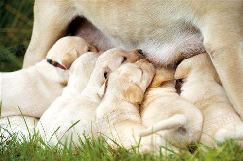 哺乳母犬的饲养与管理