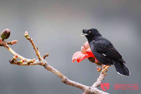 八哥鸟怎么养？八哥鸟应该喂食什么