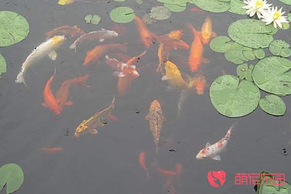 锦鲤如何饲养？锦鲤饲养方法