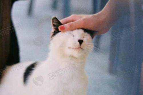 猫咪常规的行为语言