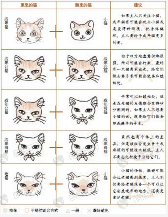 饲养第二只猫时要注意什么？