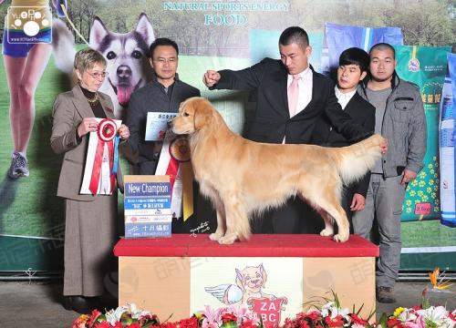 国际知名犬展与参展目的