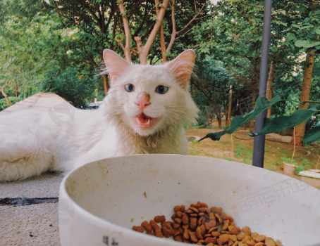 猫咪一直吃猫粮有什么影响？