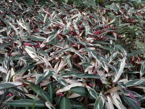 花叶芋怎么种植？