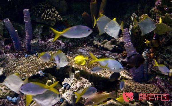 水族箱里面的石块如何选择