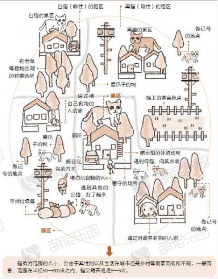 猫咪经常外出巡逻—守卫“我的地盘”