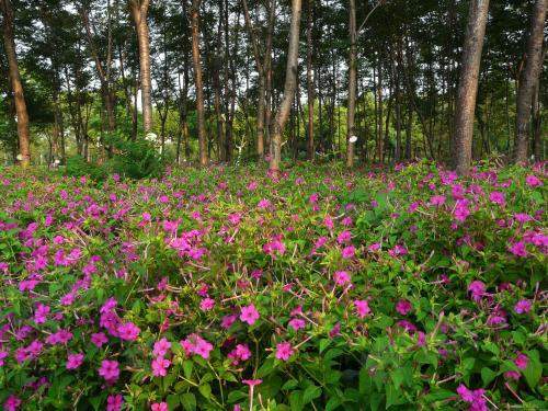 紫茉莉 胭脂花