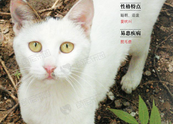 临清狮猫价格多少钱？临清狮猫的介绍