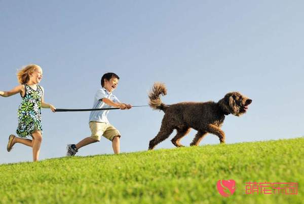 幼犬喂养技巧有哪些