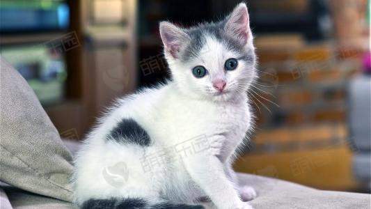 猫的眼睛有多少种颜色?
