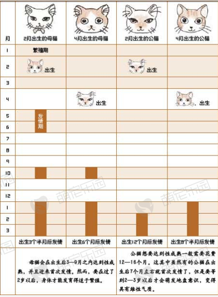 猫咪的发情期