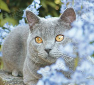 夏特尔猫价格多少钱？夏特尔猫的介绍