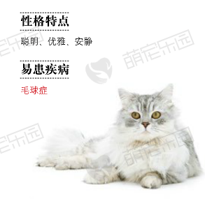 金吉拉猫—天生就会用眼睛卖萌