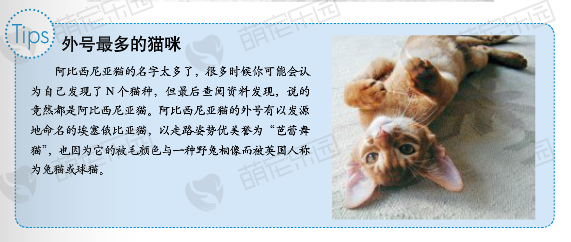 阿比西尼亚猫价格多少钱？阿比西尼亚猫的介绍