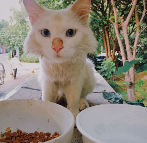 猫咪一直吃猫粮有什么影响？