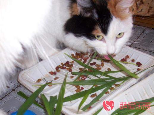 猫咪为什么特别喜欢吃草？猫咪吃草原因