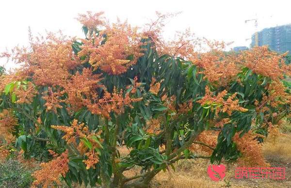 芒果树开花