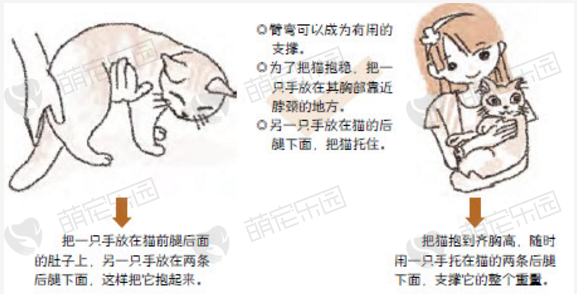 抱猫必须注意方法