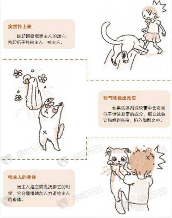 猫咪会把主人当做恋人吗？