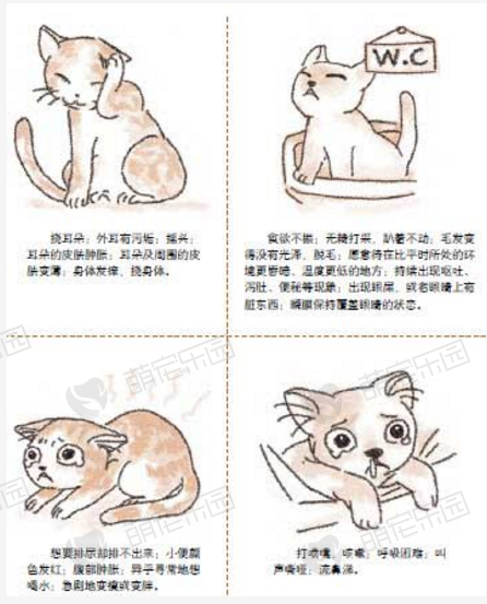 猫咪为什么生病后不轻易表现病态