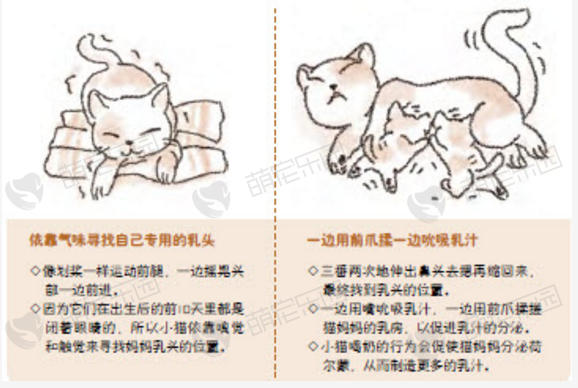 小猫的本能—确定自己专用的乳头喝奶