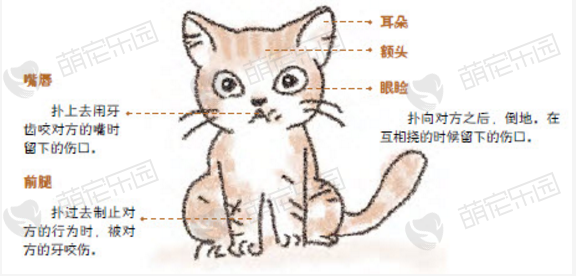 猫咪打斗结束的标志