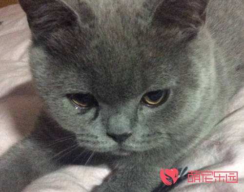 猫咪眼睛泪汪汪的是怎么回事？猫咪流泪怎么办