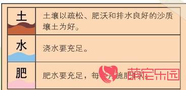 八仙花怎么养殖方法