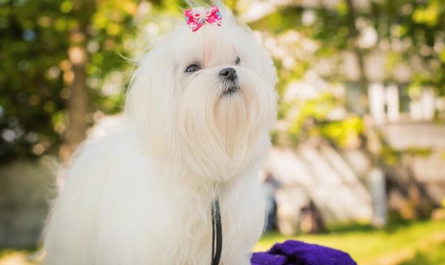 马尔济斯犬的特性