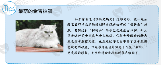 金吉拉猫—天生就会用眼睛卖萌