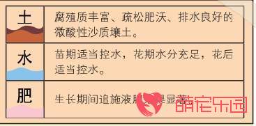 郁金香如何种植