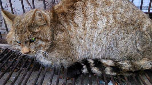 荒漠猫 荒漠杀手