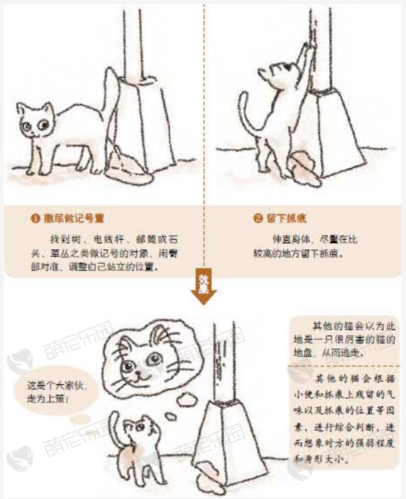 猫咪为什么在高处留下抓痕？