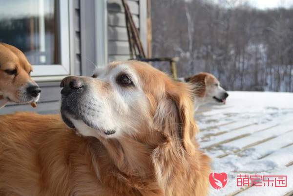 狗狗甲状腺功能亢进